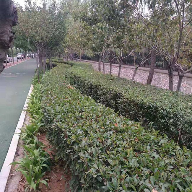 道路綠化施工設(shè)計及養(yǎng)護(hù)